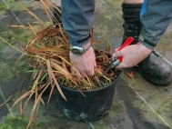 1.Using sharp secateurs remove old heads and stems to ground level.