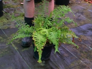 1.	Select fern to tidy
