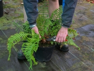 2.	Carefully remove spent fronds using secateurs