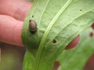 Slug damage on plants